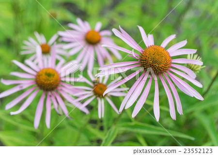 Echinacea Purpurea outdoors 23552123