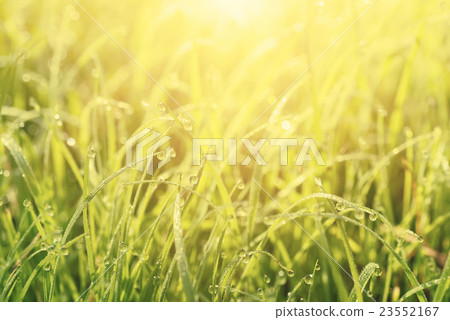 Natural abstract sunny background Natural abstract sunny background 23552167