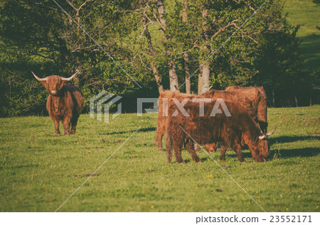 Scotland highland cows 23552171