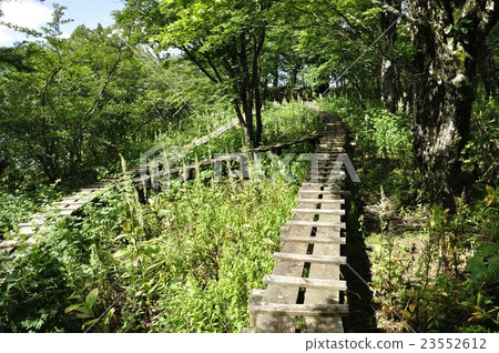 在藍色開花的樹開花的上升的路 23552612