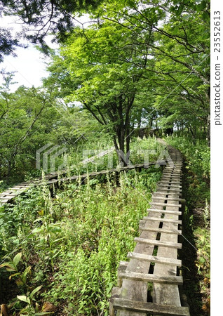 在藍色開花的樹開花的上升的路 23552613