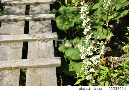在藍色開花的樹開花的上升的路 23552614