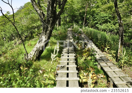 在藍色開花的樹開花的上升的路 23552615