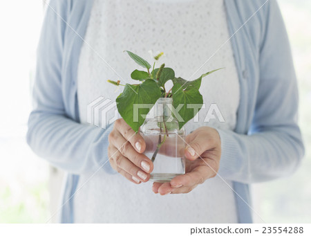 Middle Lifestyle 23554288