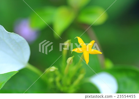 Konronka Konronka 23554455