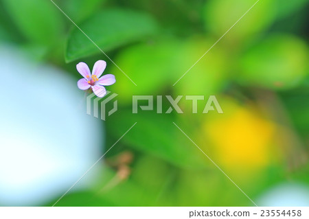 Flower of Himefuro Flower of Himefuro 23554458