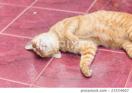 Yellow cat during the relaxing time 23554607