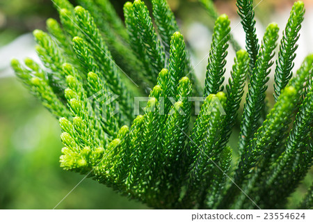 Norfolk Island Pine Tree (soft focus) 23554624