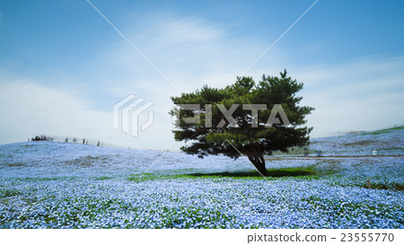 Nemophila, flower field at Hitachi Seaside Park Nemophila, flower field at Hitachi Seaside Park 23555770