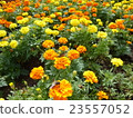 Marigold  23557052