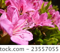 Azalea 23557055