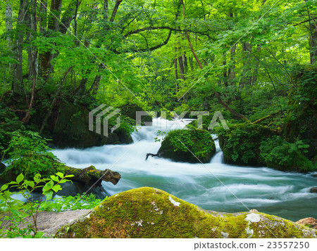 Aomori _ Oirase stream Aomori _ Oirase stream 23557250