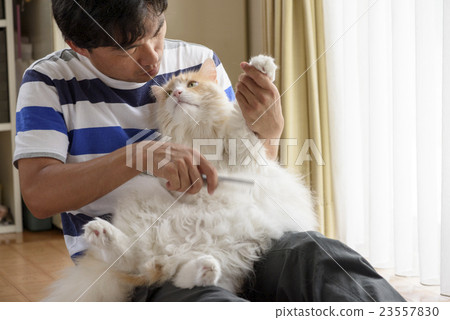 梳理貓 23557830