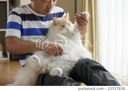 Combing of the cat 23557838