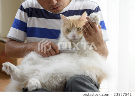 Combing of the cat 23557841