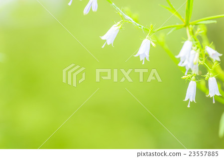 Tuliganinjin flowers 23557885