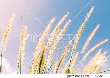Feather grass in nature Feather grass in nature 23558589