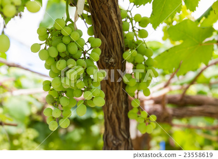 Green Grapes on the vine 23558619