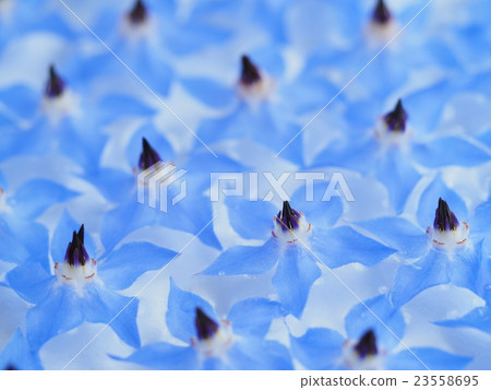 Poliji花在水中漂浮了 Poliji花在水中漂浮了 23558695