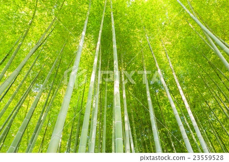 竹林 竹林 23559528