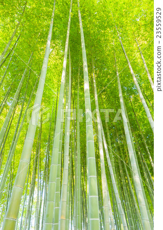  竹林 23559529