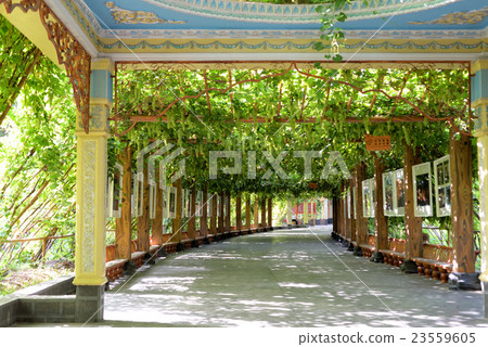 Turfan grape shelf 23559605