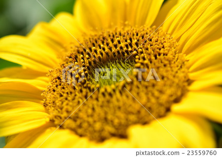 Mini Sunflower Mini Sunflower 23559760