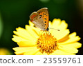 Kinchiku chrysanthemum（國王keigiku）和Acacathetha 23559761
