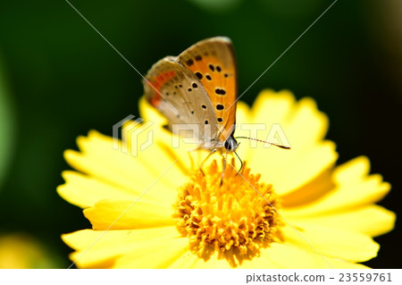 Kinchiku chrysanthemum（國王keigiku）和Acacathetha 23559761