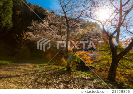 Nagoya, Obara Sakura in autumn 23559806