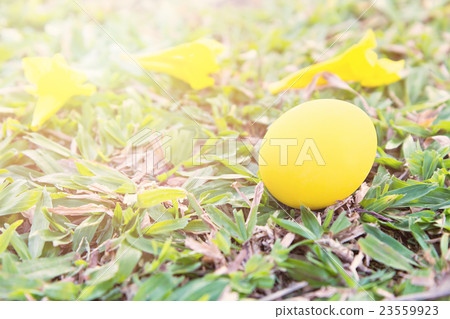 Yellow easter eggs on Fresh Green Grass Yellow easter eggs on Fresh Green Grass 23559923
