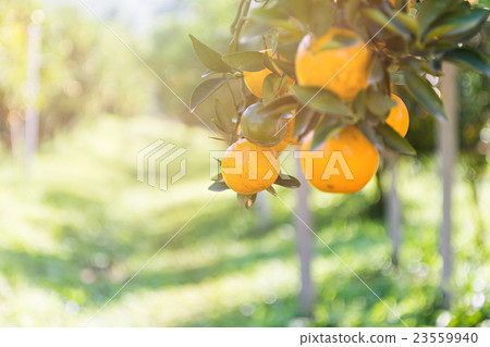 Ripe and fresh oranges hanging on branch Ripe and fresh oranges hanging on branch 23559940