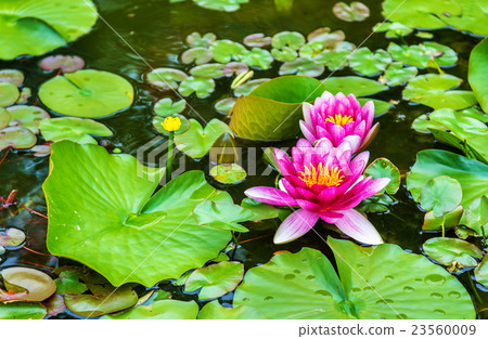 Water lily of Koko-en garden in Himeji Water lily of Koko-en garden in Himeji 23560009