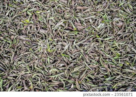 The leaves wilt, Thailand 23561071