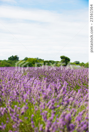 Lavender field UK 23561564