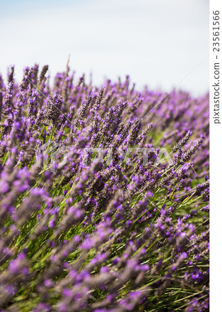 Lavender field UK 23561566