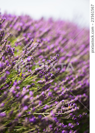Lavender field UK 23561567