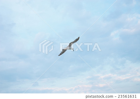 Seagul against a beautiful sky with clouds 23561631