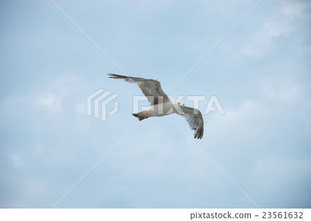 Seagul against a beautiful sky with clouds 23561632