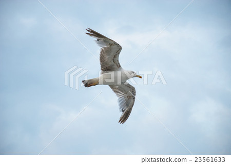 Seagul against a beautiful sky with clouds 23561633