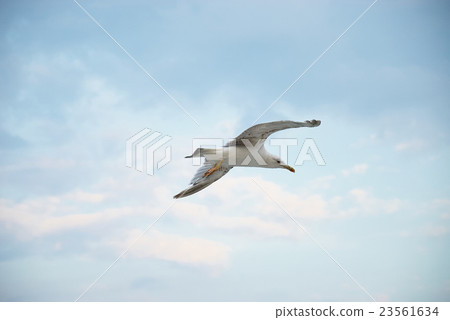 Seagul against a beautiful sky with clouds 23561634