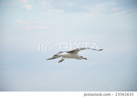 Seagul against a beautiful sky with clouds 23561635