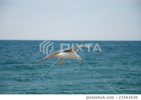 Seagul against a beautiful sky with clouds 23561636