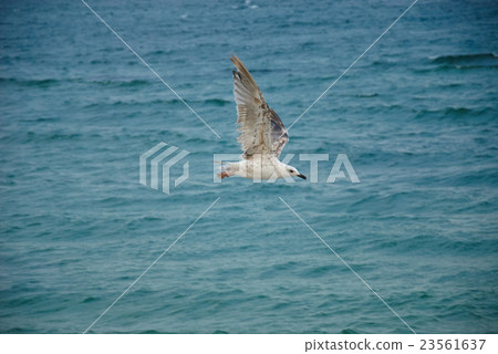 Seagul against a beautiful sea 23561637