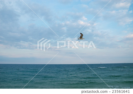 Seagul against a beautiful sky with clouds 23561641
