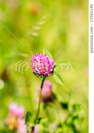 Wildflowers Alsike Clover Or Trifolium Hybridum In Wildflowers Alsike Clover Or Trifolium Hybridum In 23562140