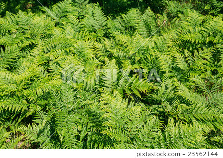 Beautiful Green Ferns Plants In Forest. Natural 23562144