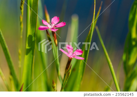 Blooming In Green Grass Wildflowers Meadow 23562145