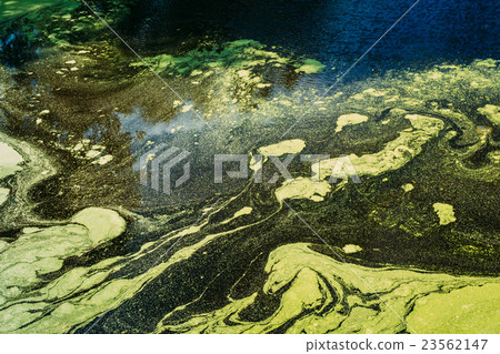 Surface Of Wild Bog With Duckweed On Water 23562147