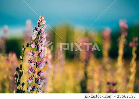 Wild Flowers Lupine In Summer Field Meadow. Close Wild Flowers Lupine In Summer Field Meadow. Close 23562153